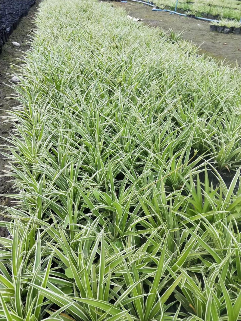 金边吊兰大盆栽室内垂吊吸甲醛净化空气悬挂绿植花卉植物好养包邮