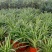 金边吊兰大盆栽室内垂吊吸甲醛净化空气悬挂绿植花卉植物好养包邮