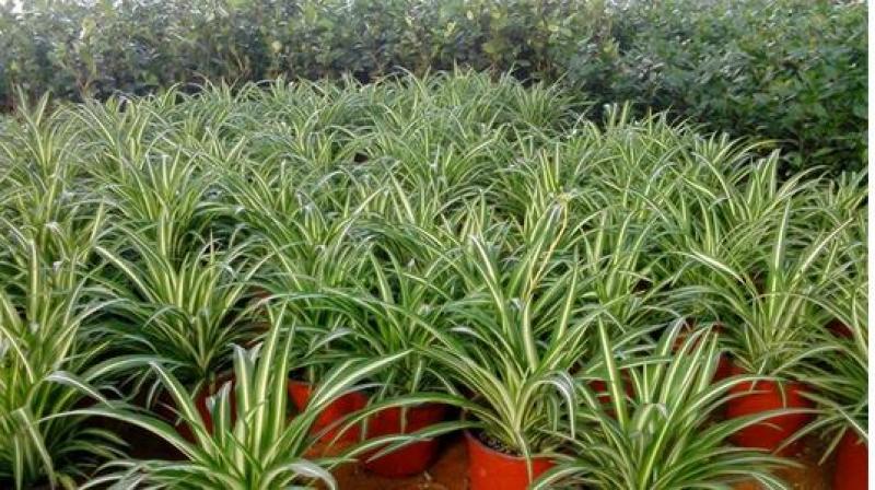金边吊兰大盆栽室内垂吊吸甲醛净化空气悬挂绿植花卉植物好养包邮