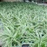 金边吊兰大盆栽室内垂吊吸甲醛净化空气悬挂绿植花卉植物好养包邮
