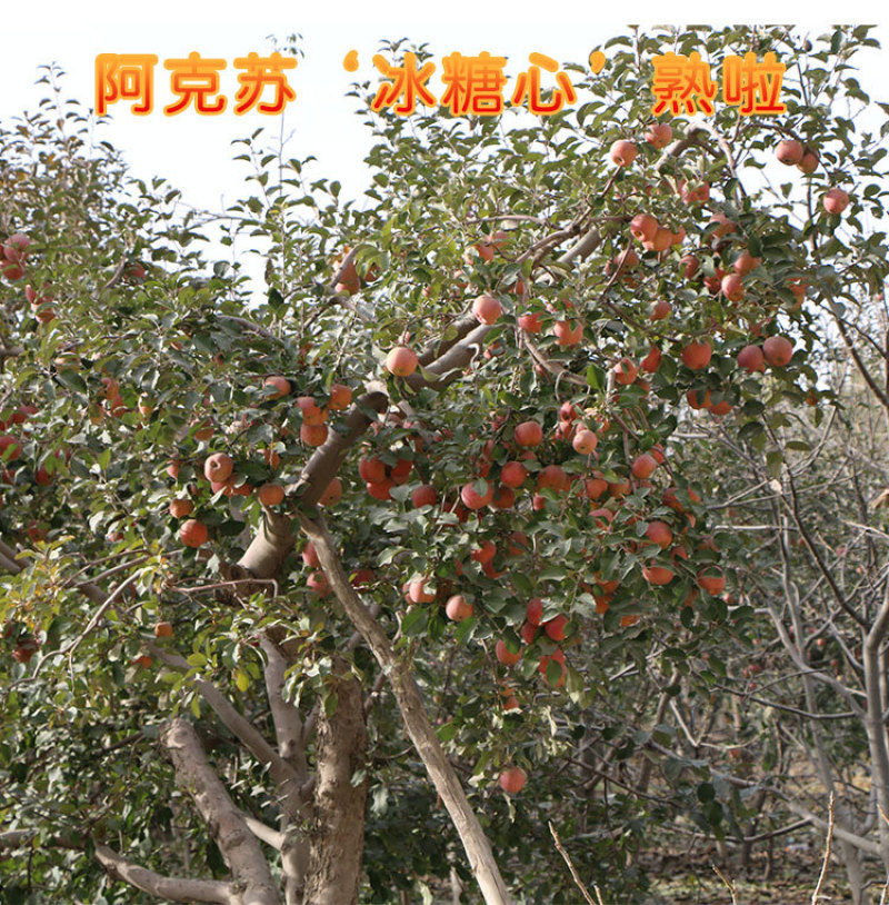 正宗新疆阿克苏冰糖心苹果净重10斤/箱直径75mm80mm