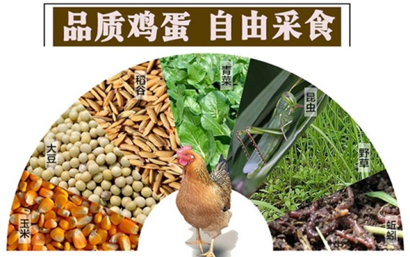 散养土鸡蛋40粒装（40g-50g）破损包赔一件代发