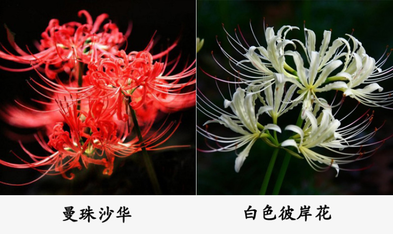彼岸花种球石蒜曼陀罗花曼珠沙华新手室内阳台盆栽当年开花