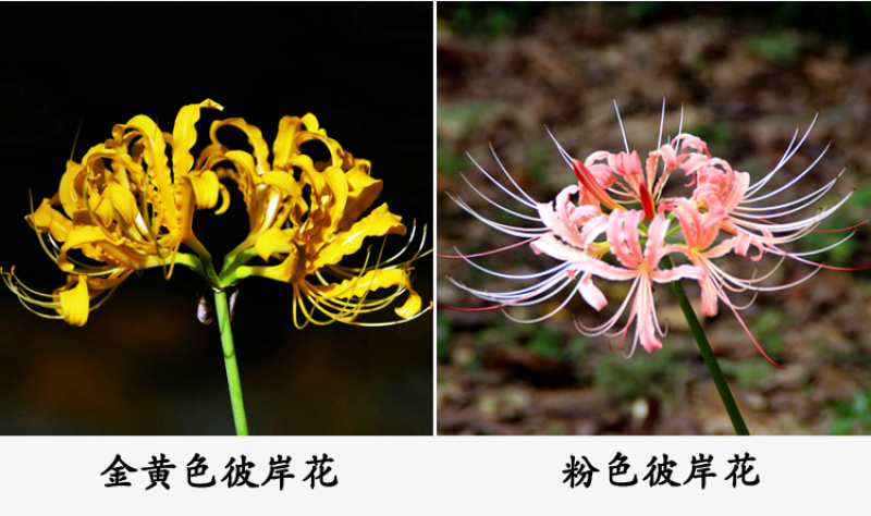 彼岸花种球石蒜曼陀罗花曼珠沙华新手室内阳台盆栽当年开花
