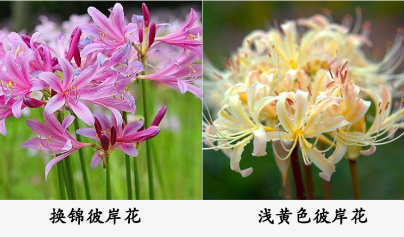 彼岸花种球石蒜曼陀罗花曼珠沙华新手室内阳台盆栽当年开花