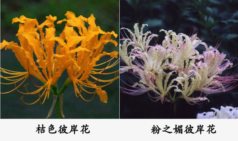 彼岸花种球石蒜曼陀罗花曼珠沙华新手室内阳台盆栽当年开花