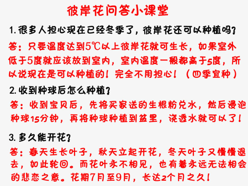 彼岸花种球石蒜曼陀罗花曼珠沙华新手室内阳台盆栽当年开花