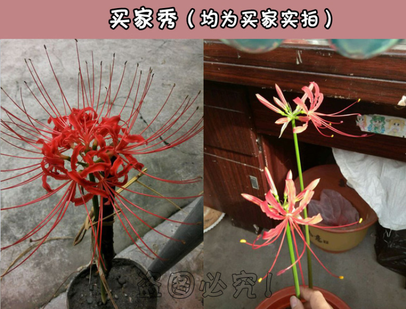 彼岸花种球石蒜曼陀罗花曼珠沙华新手室内阳台盆栽当年开花