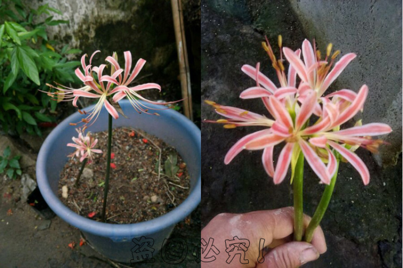 彼岸花种球石蒜曼陀罗花曼珠沙华新手室内阳台盆栽当年开花