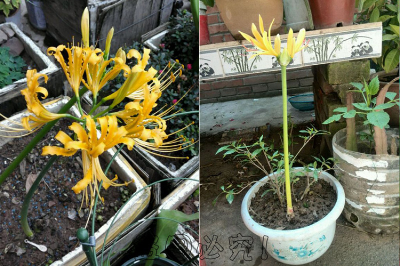 彼岸花种球石蒜曼陀罗花曼珠沙华新手室内阳台盆栽当年开花