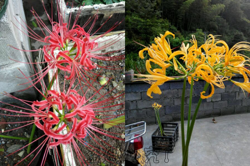 彼岸花种球石蒜曼陀罗花曼珠沙华新手室内阳台盆栽当年开花