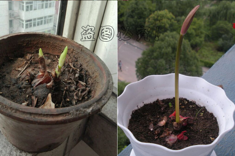 彼岸花种球石蒜曼陀罗花曼珠沙华新手室内阳台盆栽当年开花