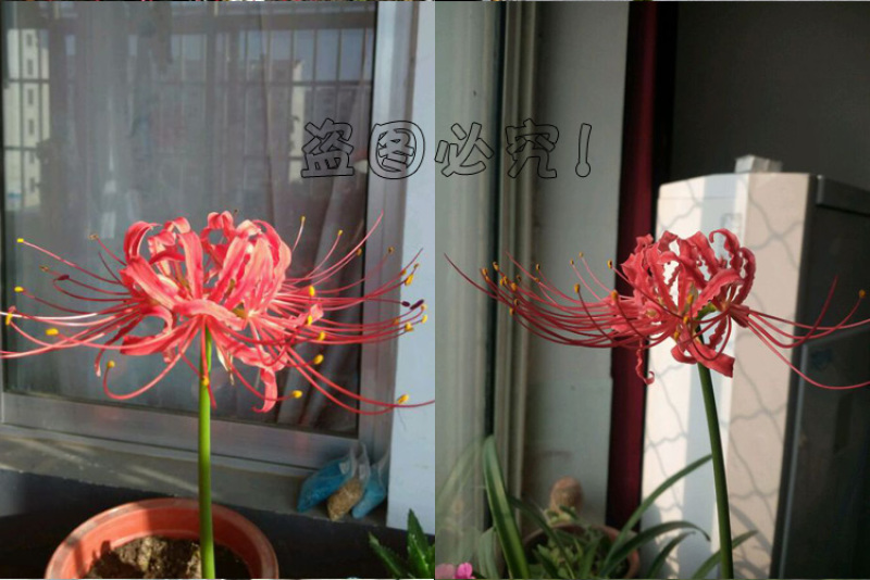 彼岸花种球石蒜曼陀罗花曼珠沙华新手室内阳台盆栽当年开花