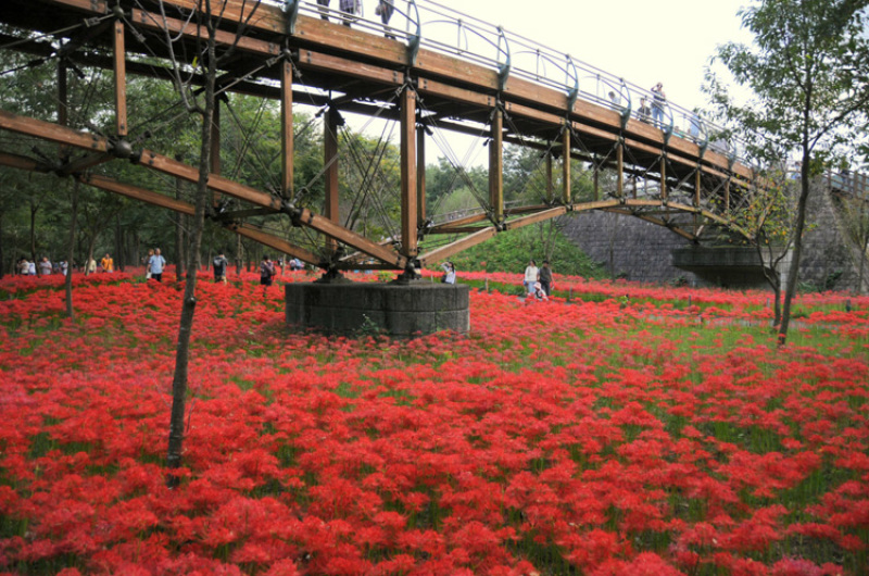 彼岸花种球石蒜曼陀罗花曼珠沙华新手室内阳台盆栽当年开花
