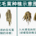花毛莨种球种根种球多年生盆栽包邮批发