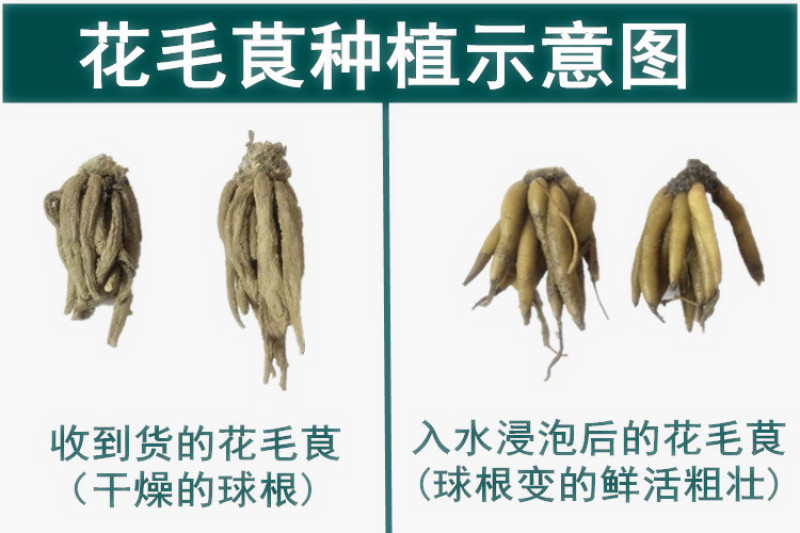 花毛莨种球种根种球多年生盆栽包邮批发
