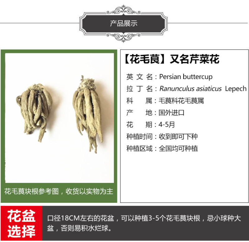 花毛莨种球种根种球多年生盆栽包邮批发