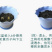 花毛莨种球种根种球多年生盆栽包邮批发