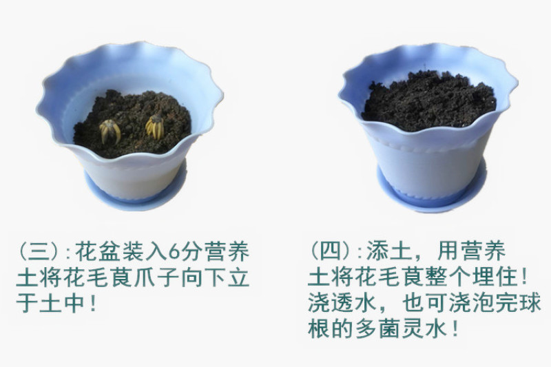花毛莨种球种根种球多年生盆栽包邮批发