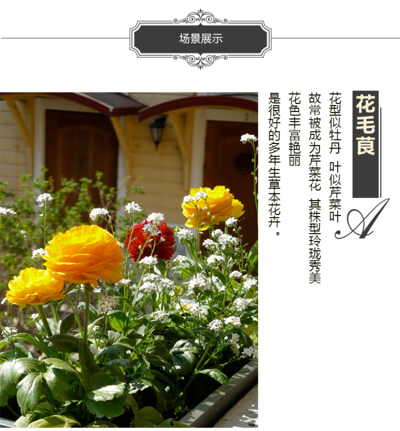 花毛莨种球种根种球多年生盆栽包邮批发