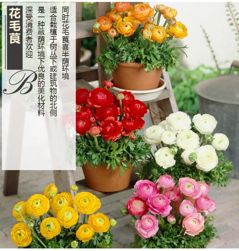 花毛莨种球种根种球多年生盆栽包邮批发