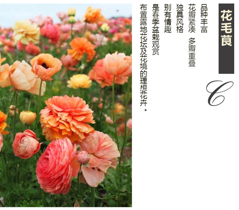 花毛莨种球种根种球多年生盆栽包邮批发