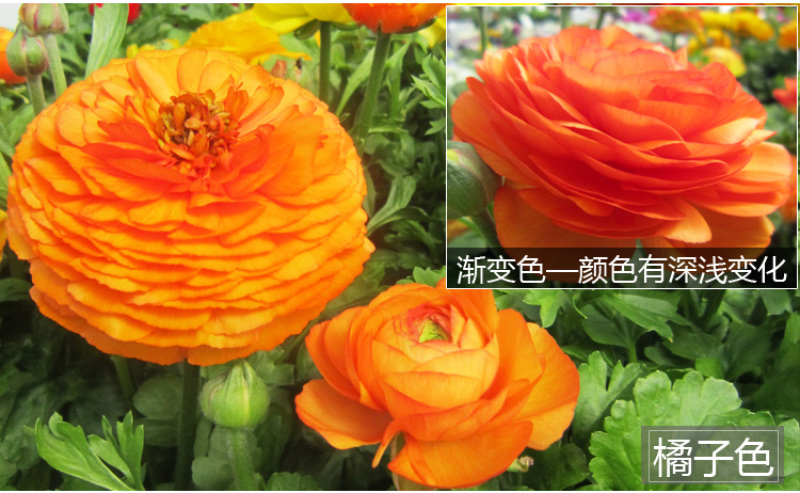 花毛莨种球种根种球多年生盆栽包邮批发
