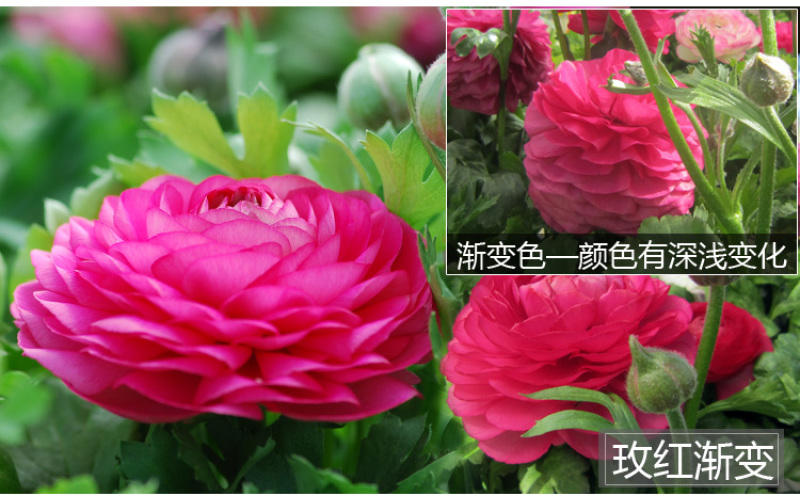 花毛莨种球种根种球多年生盆栽包邮批发