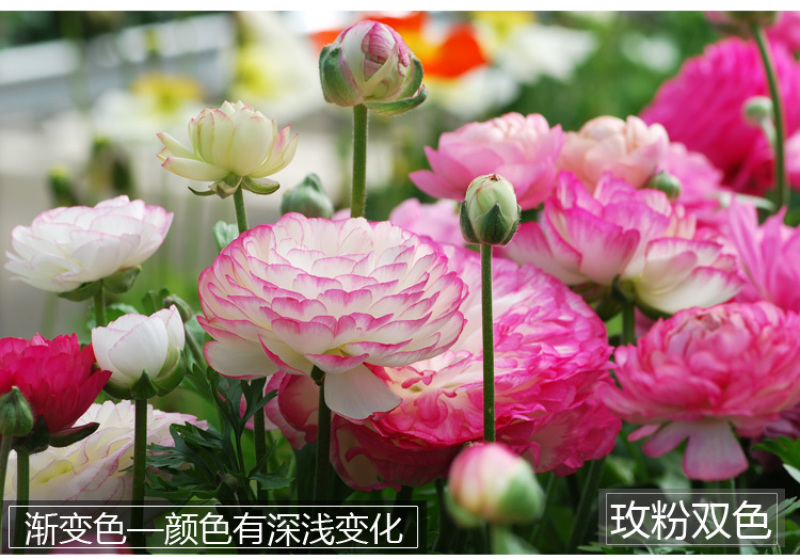 花毛莨种球种根种球多年生盆栽包邮批发