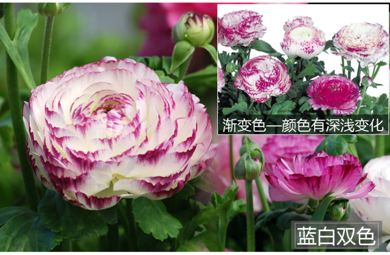 花毛莨种球种根种球多年生盆栽包邮批发