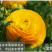 花毛莨种球种根种球多年生盆栽包邮批发