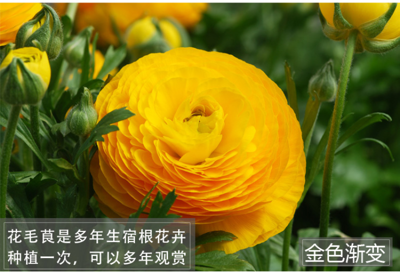 花毛莨种球种根种球多年生盆栽包邮批发