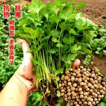 速生香菜种子3天出耐热耐寒耐抽苔高品质1斤原装
