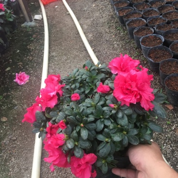 西洋杜鹃花