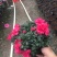 西洋杜鹃花
