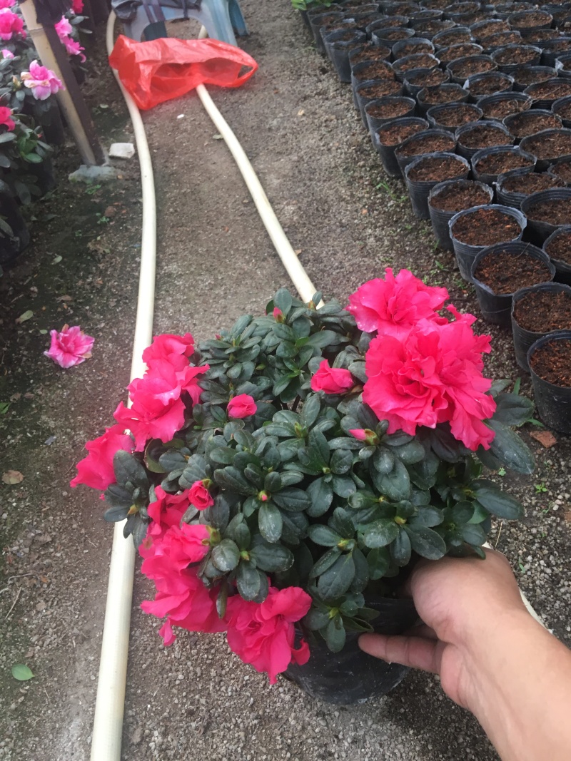 西洋杜鹃花