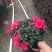 西洋杜鹃花