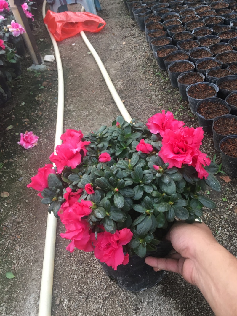 西洋杜鹃花