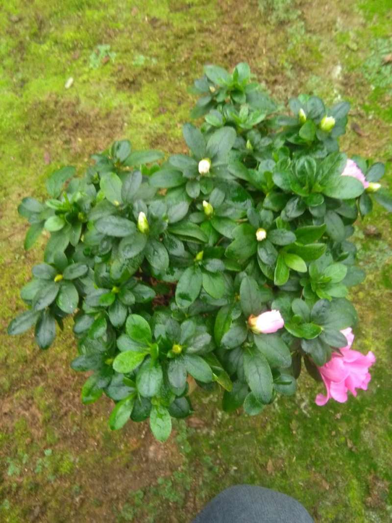 西洋杜鹃花