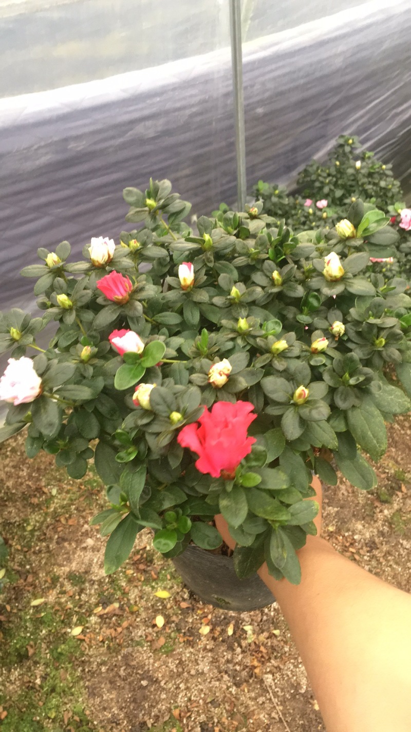 西洋杜鹃花