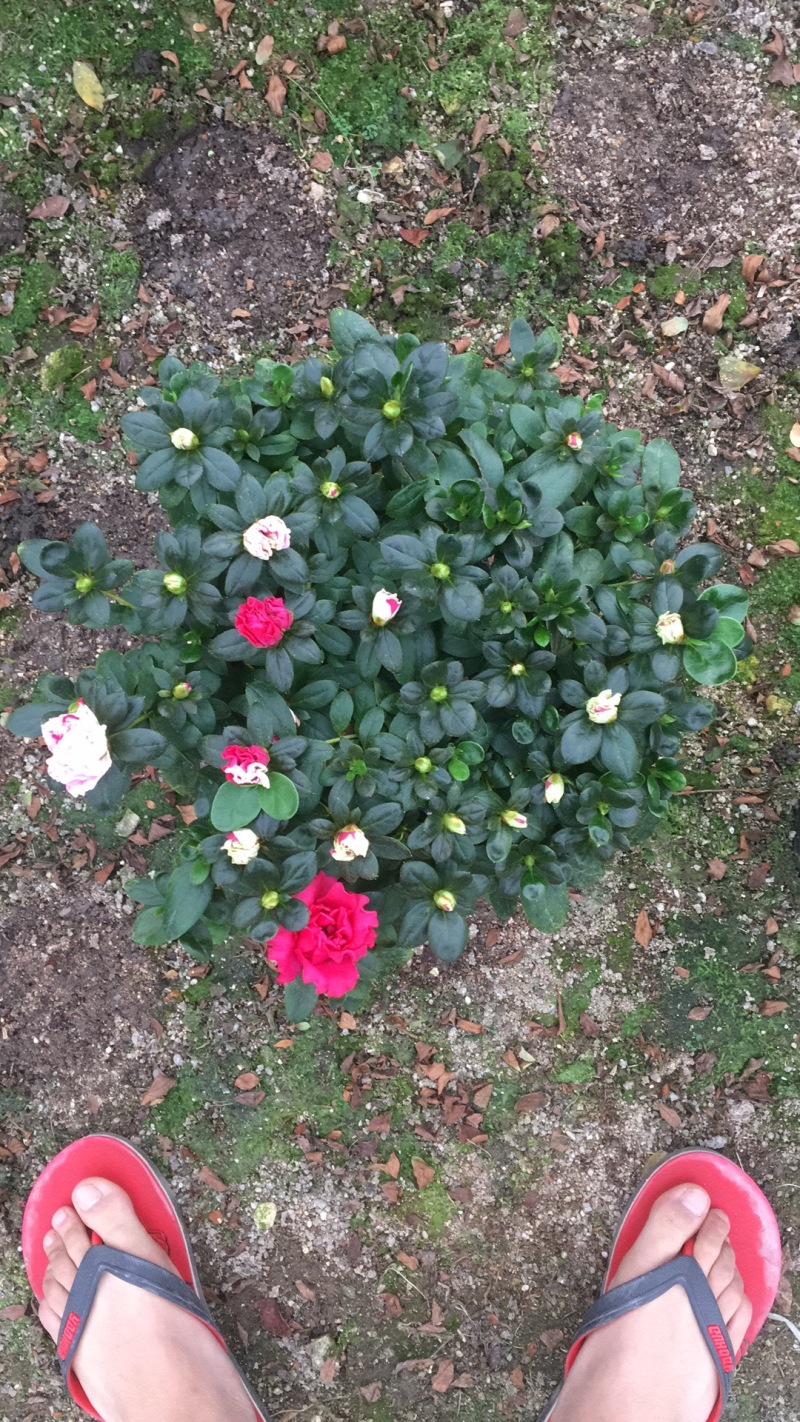 西洋杜鹃花