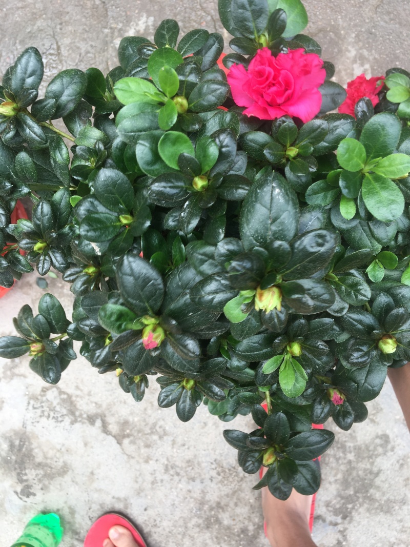 西洋杜鹃花