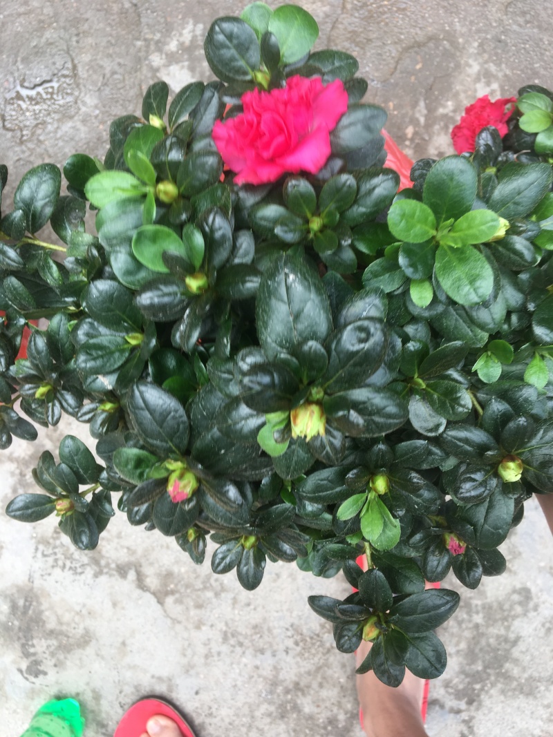 西洋杜鹃花