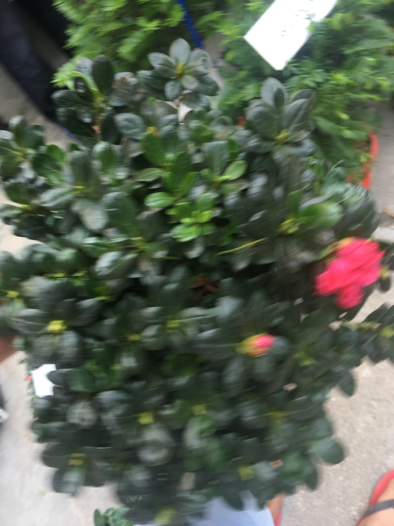 西洋杜鹃花