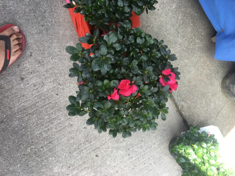 西洋杜鹃花