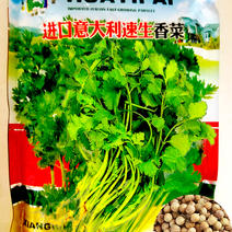 进口意大利速生香菜种子原装1斤（无包衣）适合大面积种植