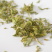 伸筋草舒筋草大伸筋