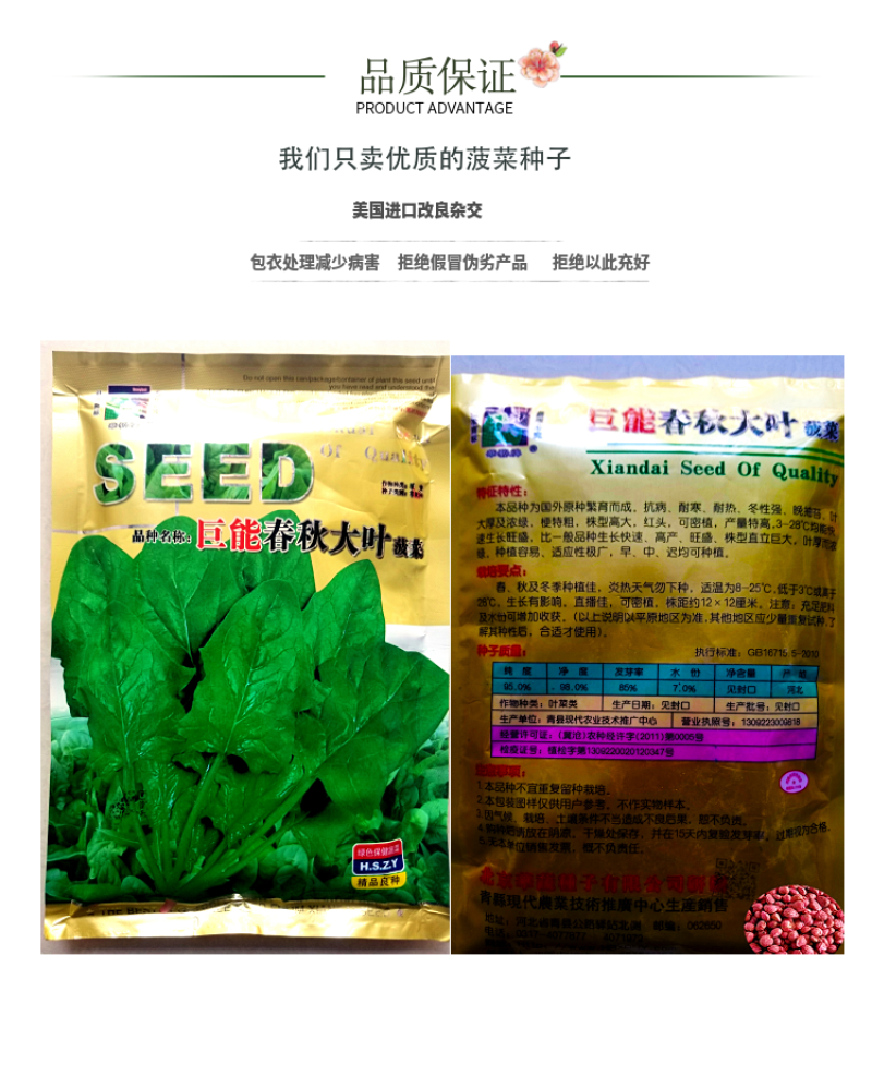 国产巨能春秋大叶菠菜中国人自己培育的菠菜种子