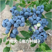 蓝莓苗南北方种植当年结果