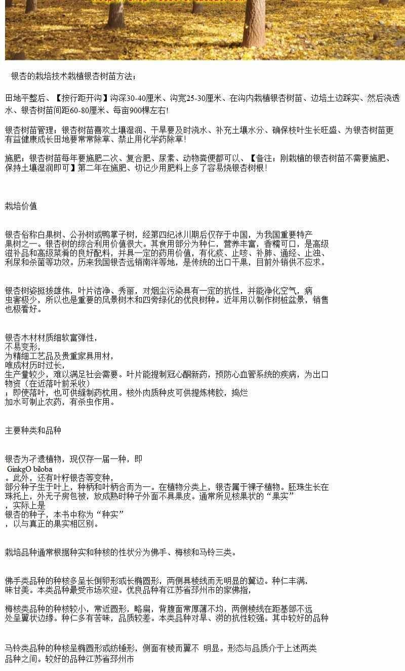 银杏树苗白果苗庭院园林绿化苗木行道树金叶银杏